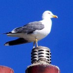 Seagull