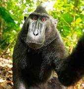 Monkey See - Monkey Do!